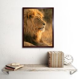 "Artery8 Wall Art Print African Lion Sitting in the Sun Jungle King Animal Portrait Photograph Art Framed in Brown - Size: W12"" x H16""" - thumbnail 2