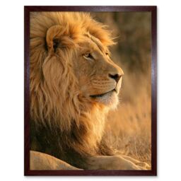 "Artery8 Wall Art Print African Lion Sitting in the Sun Jungle King Animal Portrait Photograph Art Framed in Brown - Size: W12"" x H16""" - thumbnail 1