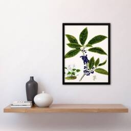 Artery8 Sarah Featon Framed Wall Art Print New Zealand Mahoe Whiteywood Plant in Beige - Size: A4 - thumbnail 2