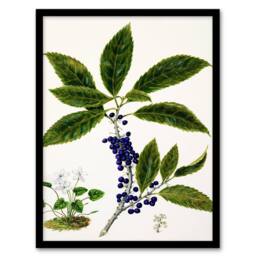Artery8 Sarah Featon Framed Wall Art Print New Zealand Mahoe Whiteywood Plant in Beige - Size: A4 - thumbnail 1