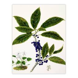 Artery8 Sarah Featon Framed Wall Art Print New Zealand Mahoe Whiteywood Plant in Beige - Size: A4 - thumbnail 3