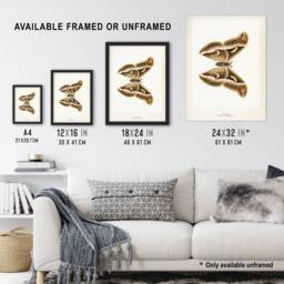 "Artery8 Ailanthus Silkmoth Vintage Illustration Denton Wall Art Poster Print in White - Size: W12"" x H16""" - thumbnail 3