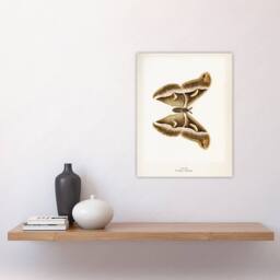 "Artery8 Ailanthus Silkmoth Vintage Illustration Denton Wall Art Poster Print in White - Size: W12"" x H16""" - thumbnail 4