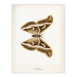 "Artery8 Ailanthus Silkmoth Vintage Illustration Denton Wall Art Poster Print in White - Size: W12"" x H16""" - thumbnail 1