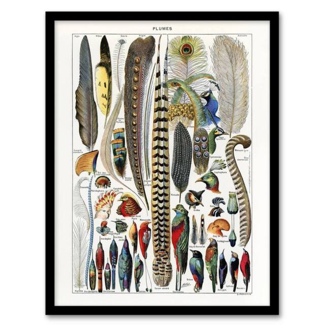 Artery8 Plumes Exotic Bird Feathers Millot Vintage Framed Wall Art Print in White - Size: A4 - image 1