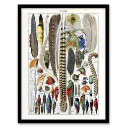 Artery8 Plumes Exotic Bird Feathers Millot Vintage Framed Wall Art Print in White - Size: A4 - thumbnail 1