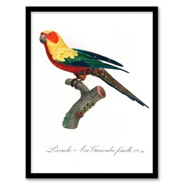 Artery8 Francois Levaillant Framed Wall Art Print The Sun Parakeet Parrot in White - Size: A4 - image 1