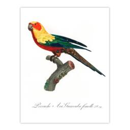 Artery8 Francois Levaillant Framed Wall Art Print The Sun Parakeet Parrot in White - Size: A4 - thumbnail 3