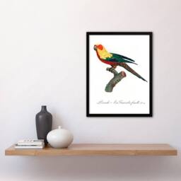 Artery8 Francois Levaillant Framed Wall Art Print The Sun Parakeet Parrot in White - Size: A4 - thumbnail 2