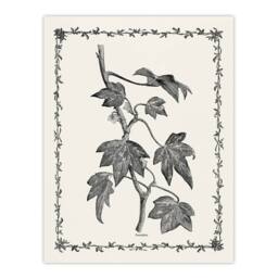 Artery8 Vintage Botanical Pustulata Leaves Hibberd Framed Wall Art Print in White - Size: A4 - thumbnail 3