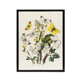 "Artery8 Caterpillars & Butterflies Kirby Black Framed Canvas Wall Art in White - Size: W12"" x H16""" - thumbnail 1