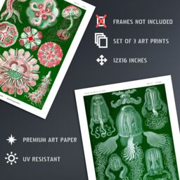 Artery8 Set of 3 Jellyfish Green & Pink Haeckel Vintage Illustrations Detailed Marine Animal Study Unframed Wall Art Living Room Poster Prints Pack - thumbnail 4