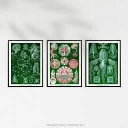 Artery8 Set of 3 Jellyfish Green & Pink Haeckel Vintage Illustrations Detailed Marine Animal Study Unframed Wall Art Living Room Poster Prints Pack - thumbnail 5