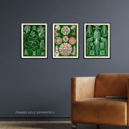 Artery8 Set of 3 Jellyfish Green & Pink Haeckel Vintage Illustrations Detailed Marine Animal Study Unframed Wall Art Living Room Poster Prints Pack - thumbnail 2