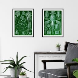 Artery8 Set of 3 Jellyfish Green & Pink Haeckel Vintage Illustrations Detailed Marine Animal Study Unframed Wall Art Living Room Poster Prints Pack - thumbnail 6