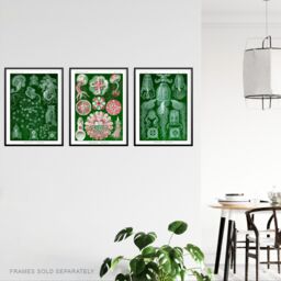Artery8 Set of 3 Jellyfish Green & Pink Haeckel Vintage Illustrations Detailed Marine Animal Study Unframed Wall Art Living Room Poster Prints Pack - thumbnail 3