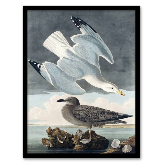 Artery8 John James Audubon Framed Wall Art Birds of America Herring Gull in Grey - Size: A4 - image 1