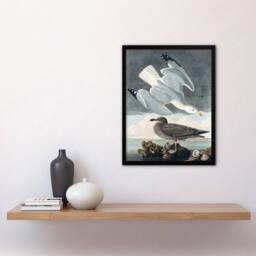 Artery8 John James Audubon Framed Wall Art Birds of America Herring Gull in Grey - Size: A4 - thumbnail 2