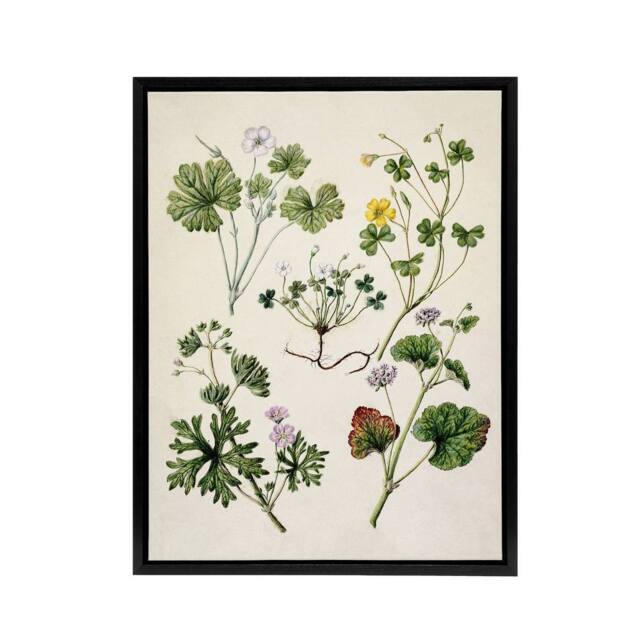 "Artery8 Vintage New Zealand Wildflower Artwork Featon Framed Canvas Wall Art in Beige - Size: W12"" x H16""" - image 1
