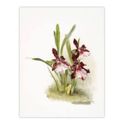 "Artery8 Frederick Sander Miltonia Moreliana Orchid Flowers Wall Art Print - Size: W12"" x H16""" - thumbnail 1