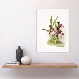"Artery8 Frederick Sander Miltonia Moreliana Orchid Flowers Wall Art Print - Size: W12"" x H16""" - thumbnail 4