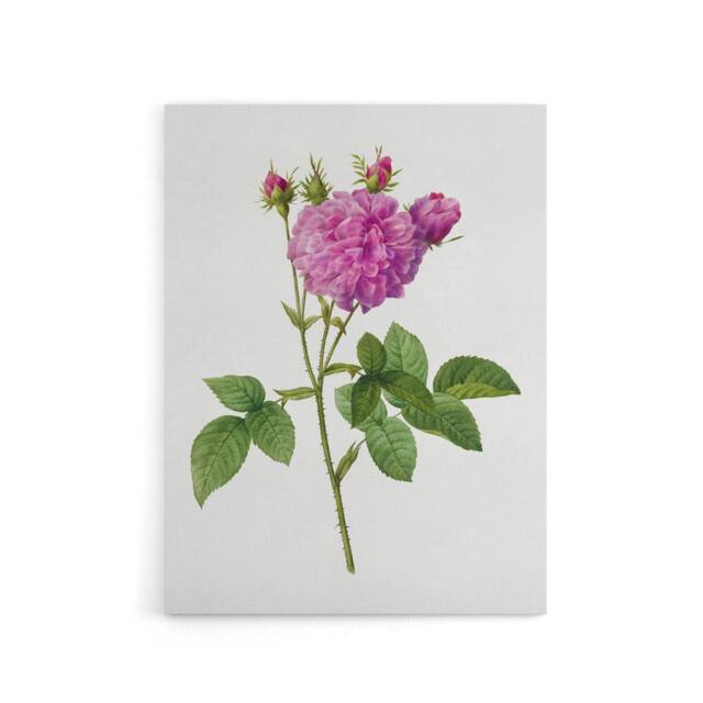 "Artery8 Agatha Rose Floral Redoute Vintage Canvas Wall Art in White - Size: W18"" x H24""" - image 1
