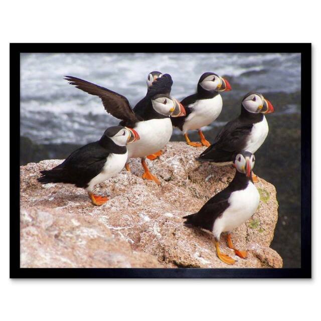 "Artery8 Animal North Atlantic Puffins Photo Home Decor 12x16"" Framed Art Print - Size: W12"" x H16""" - image 1