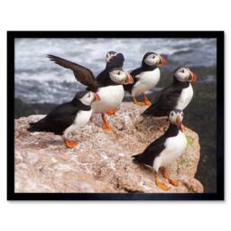 "Artery8 Animal North Atlantic Puffins Photo Home Decor 12x16"" Framed Art Print - Size: W12"" x H16""" - thumbnail 1