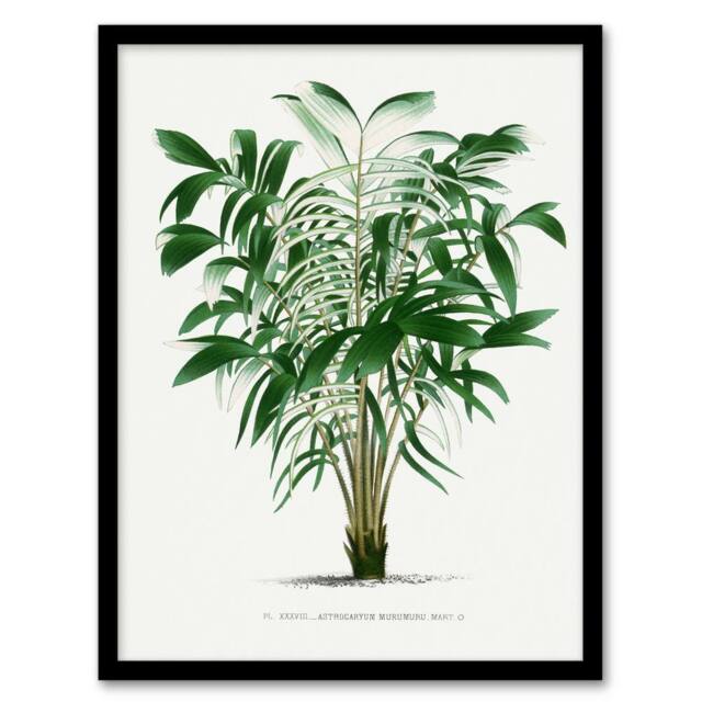 Artery8 Oswald de Kerchove Framed Wall Art Astrocaryum Murumuru Palm Tree in White - Size: A4 - image 1
