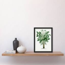 Artery8 Oswald de Kerchove Framed Wall Art Astrocaryum Murumuru Palm Tree in White - Size: A4 - thumbnail 2