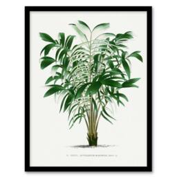Artery8 Oswald de Kerchove Framed Wall Art Astrocaryum Murumuru Palm Tree in White - Size: A4 - thumbnail 1