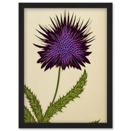 Artery8 Stylized Modern Purple Scottish Thistle Flower Illustration Artwork Framed Wall Art Print A4 in Black - thumbnail 1