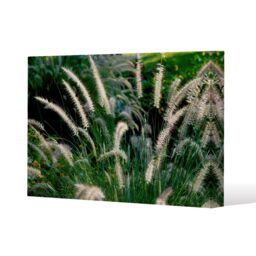 Benjamin Tate Design decorative cat tail grass growing along a walkway (Canvas Print) / 46 x 31 x 4cm in Natural - Size: 46 x 31 x 4 cm - thumbnail 1