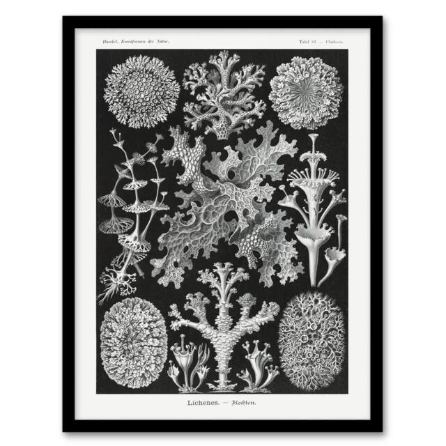 Artery8 Lichen Species Vintage Haeckel Botanical Framed Wall Art Print in Black - Size: A4 - image 1