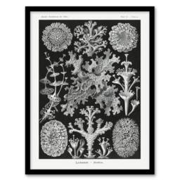 Artery8 Lichen Species Vintage Haeckel Botanical Framed Wall Art Print in Black - Size: A4 - thumbnail 1