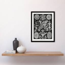 Artery8 Lichen Species Vintage Haeckel Botanical Framed Wall Art Print in Black - Size: A4 - thumbnail 4