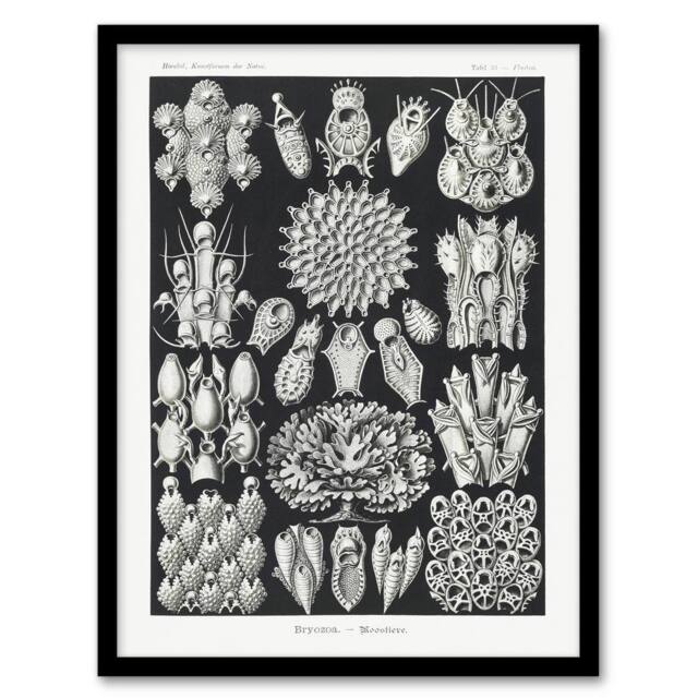 Artery8 Bryozoa Aquatic invertebrates Haeckel Botanical Framed Wall Art Print in Black - Size: A4 - image 1