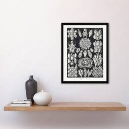 Artery8 Bryozoa Aquatic invertebrates Haeckel Botanical Framed Wall Art Print in Black - Size: A4 - thumbnail 4