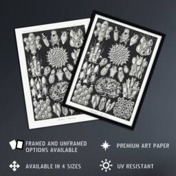 Artery8 Bryozoa Aquatic invertebrates Haeckel Botanical Framed Wall Art Print in Black - Size: A4 - thumbnail 2