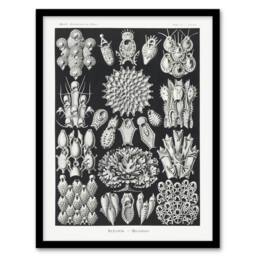 Artery8 Bryozoa Aquatic invertebrates Haeckel Botanical Framed Wall Art Print in Black - Size: A4 - thumbnail 1