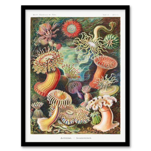 Artery8 Ernst Haeckel Framed Wall Art Print Sea Anemone Marine Landscape - Size: A4 - image 1