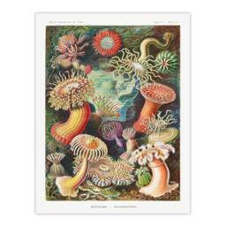 Artery8 Ernst Haeckel Framed Wall Art Print Sea Anemone Marine Landscape - Size: A4 - thumbnail 3