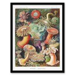 Artery8 Ernst Haeckel Framed Wall Art Print Sea Anemone Marine Landscape - Size: A4 - thumbnail 1