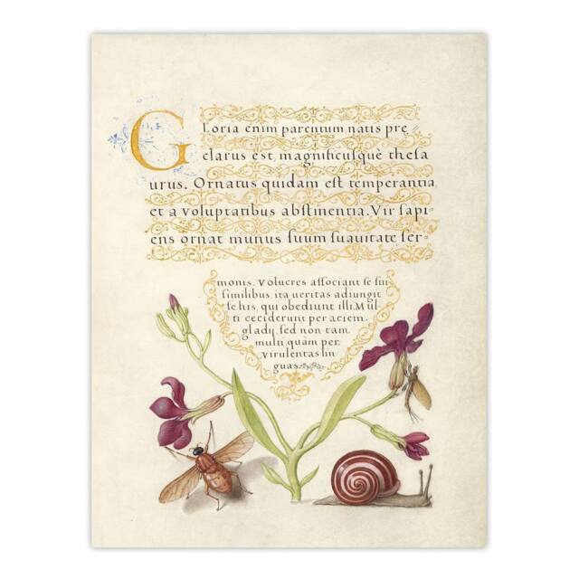 "Artery8 Gillyflower Fly Mayfly & Snail Calligraphy Wall Art Poster Print in Beige - Size: W12"" x H16""" - image 1