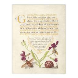 "Artery8 Gillyflower Fly Mayfly & Snail Calligraphy Wall Art Poster Print in Beige - Size: W12"" x H16""" - thumbnail 1