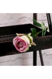 KDMD Buckingham Rose Lavender 10 Pack - thumbnail 5