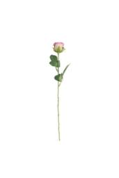 KDMD Buckingham Rose Lavender 10 Pack - thumbnail 1