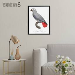 "Artery8 Psittacus Erithacus Grey Parrot Levaillant Framed Canvas Wall Art in White - Size: W12"" x H16""" - thumbnail 3