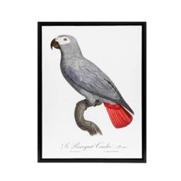 "Artery8 Psittacus Erithacus Grey Parrot Levaillant Framed Canvas Wall Art in White - Size: W12"" x H16""" - thumbnail 1