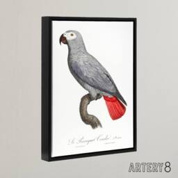 "Artery8 Psittacus Erithacus Grey Parrot Levaillant Framed Canvas Wall Art in White - Size: W12"" x H16""" - thumbnail 2
